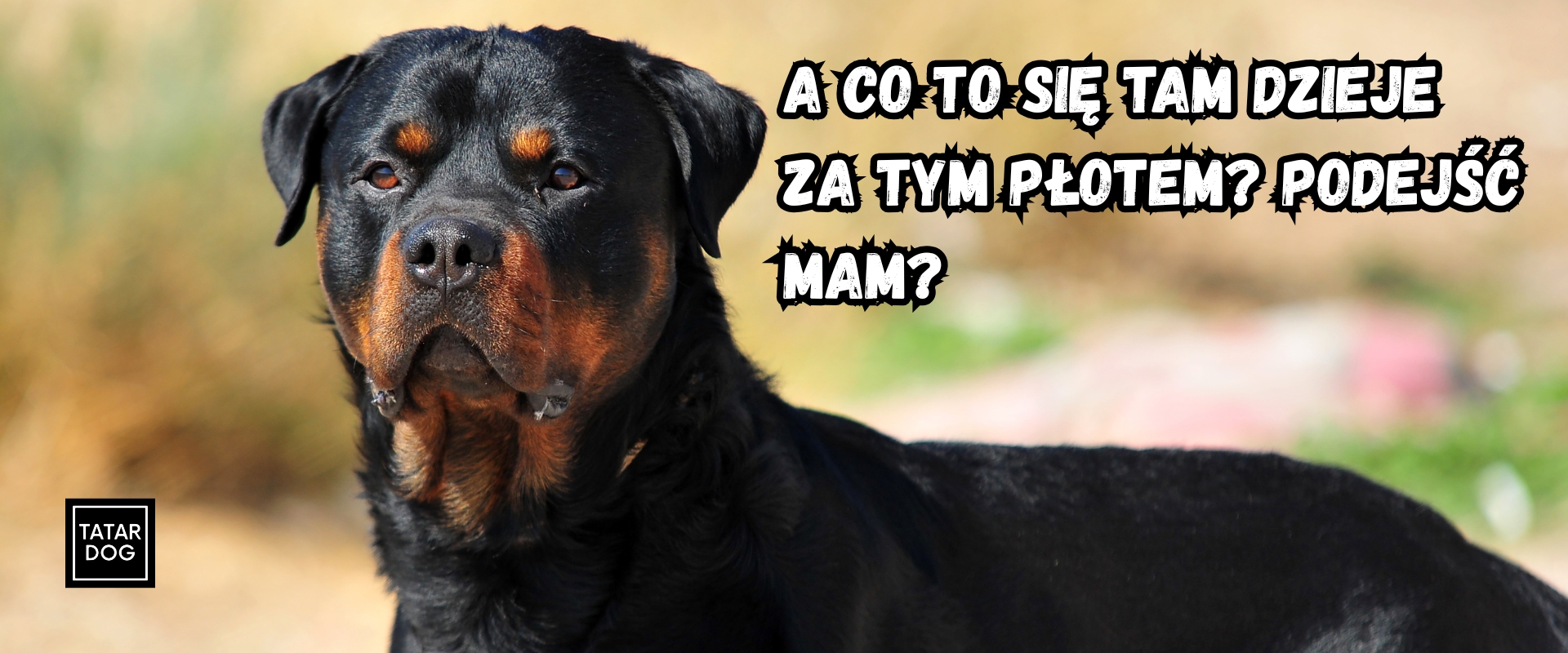 Rottweiler - rasa psa